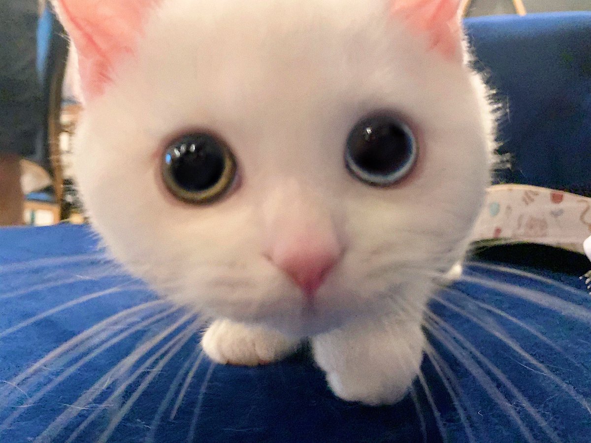 cats